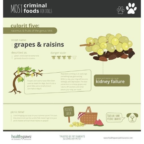 Grape toxicity brought to you by Healthy Paws pet insurance