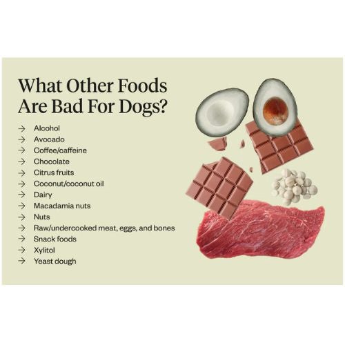 Things my dog shouldn't eat