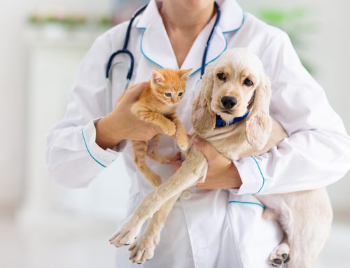 Common Puppy and Kitten Emergencies: Recognizing and Handling Urgent Issues