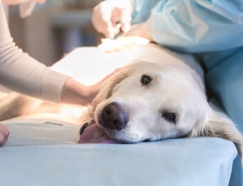 Pet Surgery Essentials: Common Procedures and Tips